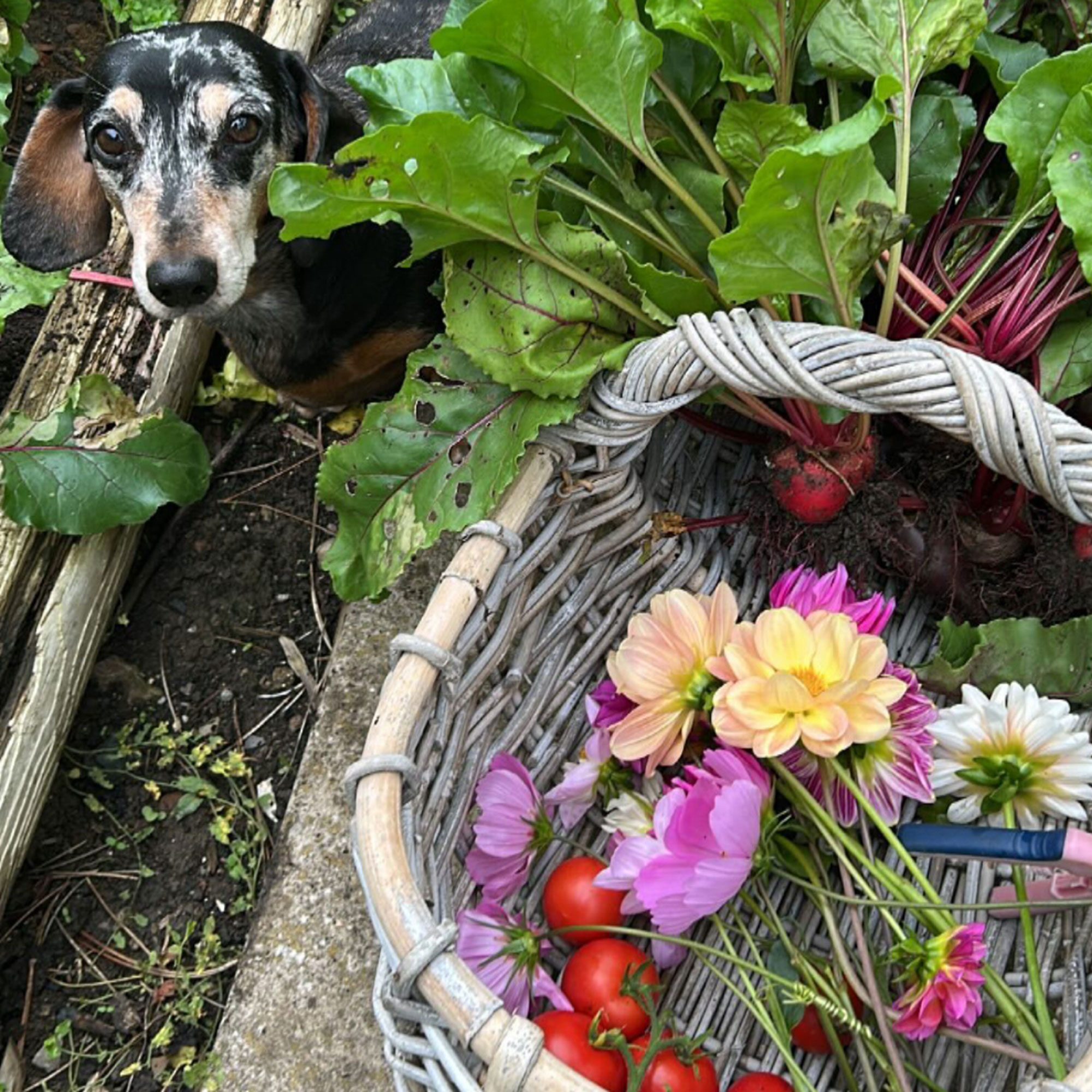Dog looking up at camera beside wicker trug holding freshly picked flowers, radishes and tomatoes