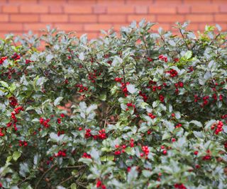 brick wall and holly branches with red berries