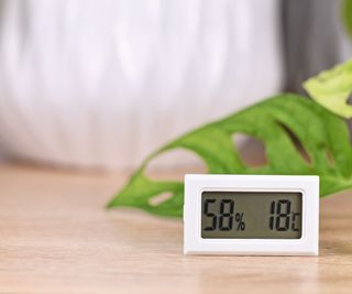 A white rectangular hydrometer with a digitial display in front of a green houseplant leaf