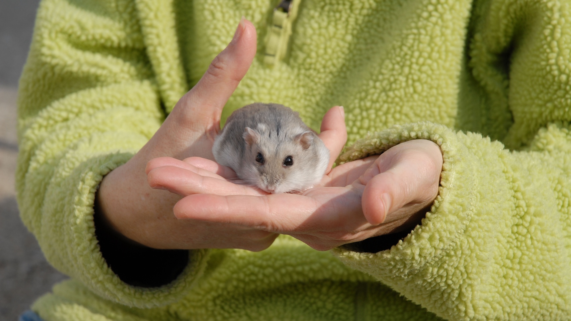Pet hamster