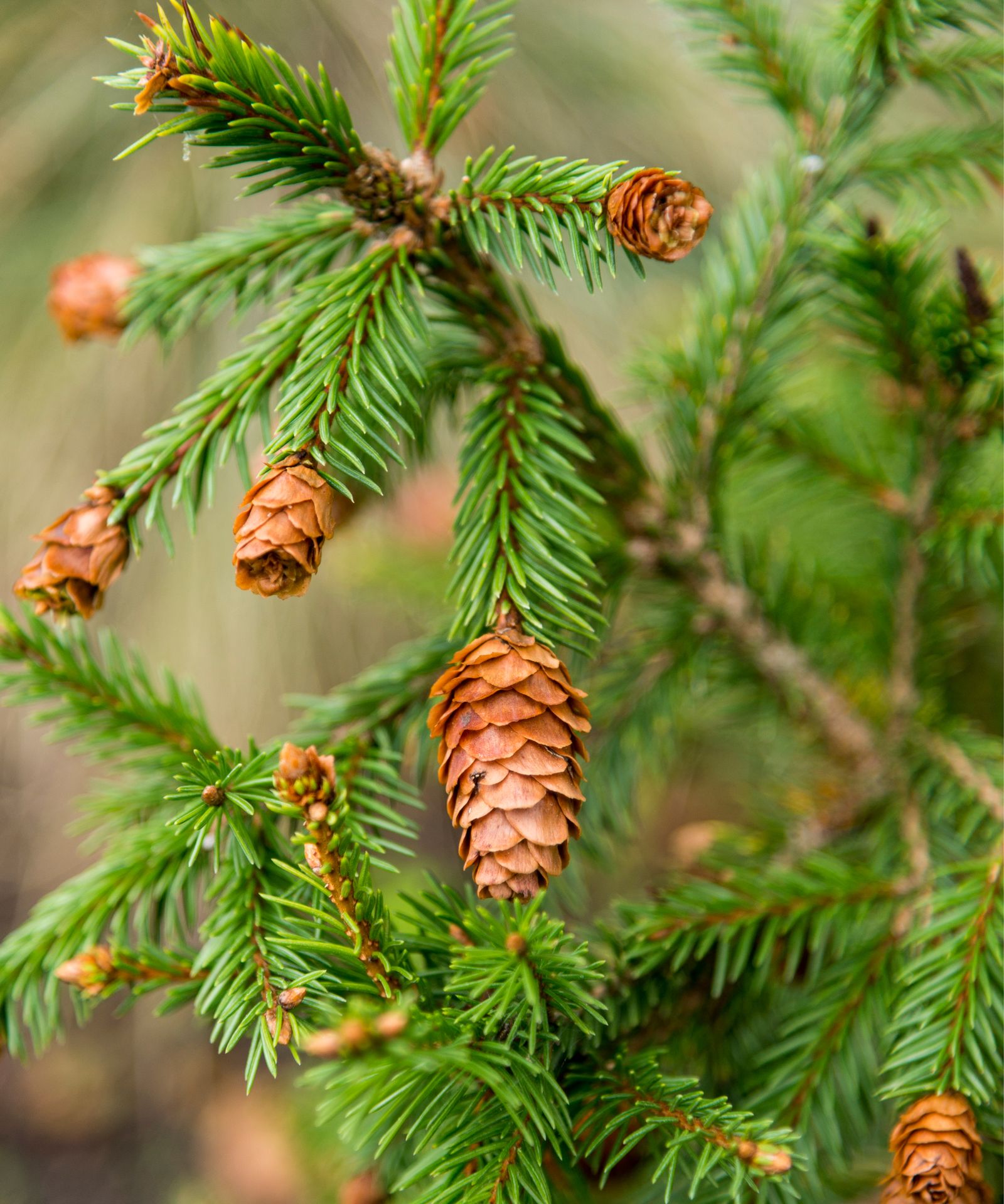 How to keep a Christmas tree alive Real Homes