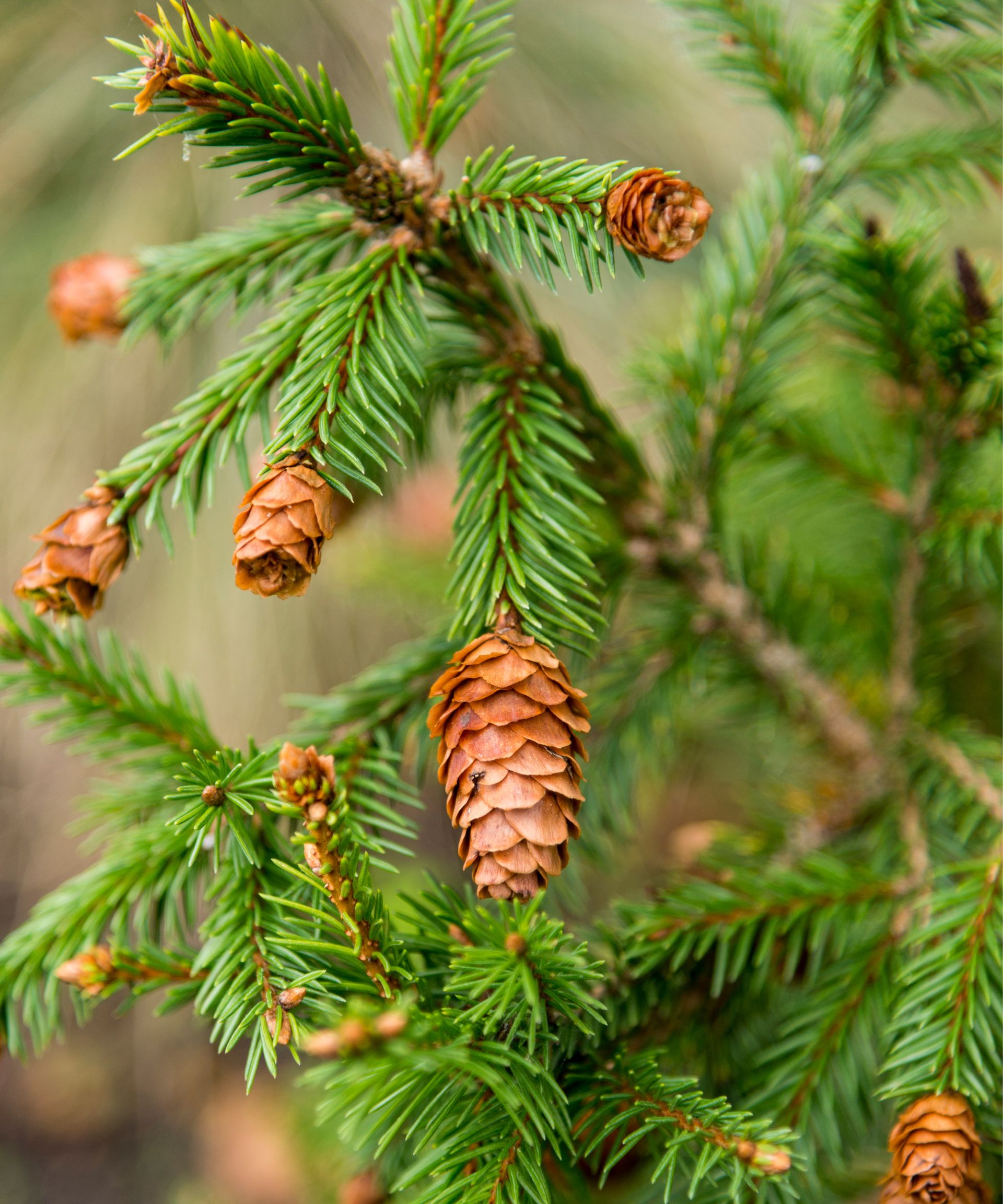 how-to-keep-a-christmas-tree-alive-real-homes