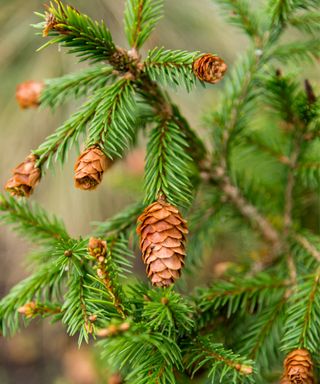 Picea abies ‘Pusch’- the Norway spruce