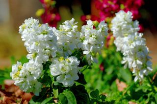 A bunch of white stock flowers (Matthiola incana) in bloom