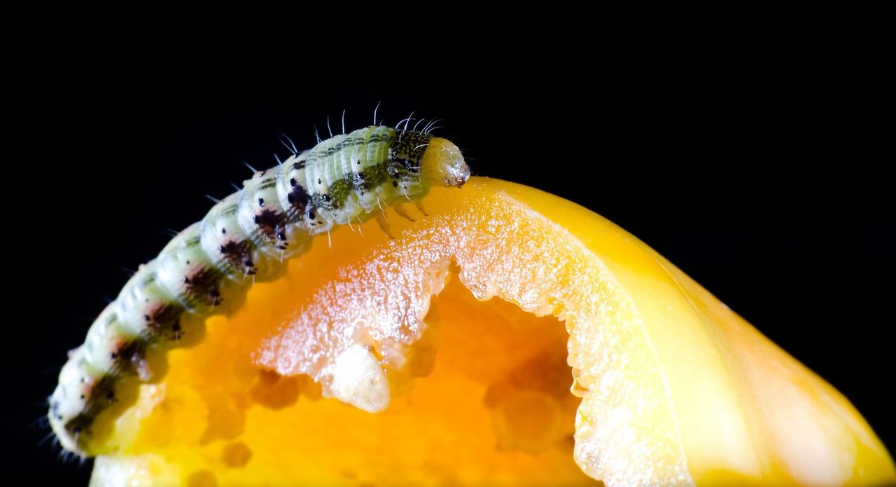 Insect On Yellow Pepper