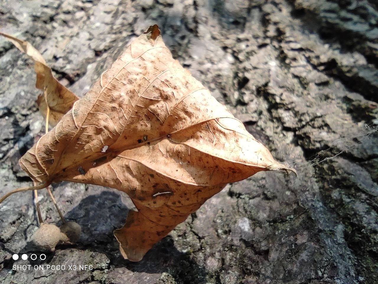 The Poco X3&rsquo;s macro camera is poor. Colours are anaemic, detail is low and there are overexposed areas all along the leaf&rsquo;s edge.