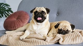 best dogs for apartment living