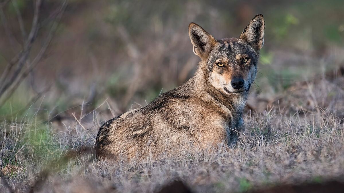 An image of an Indian grey wolf