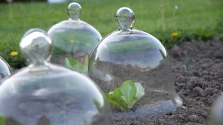 Small plants under cloches in the yard