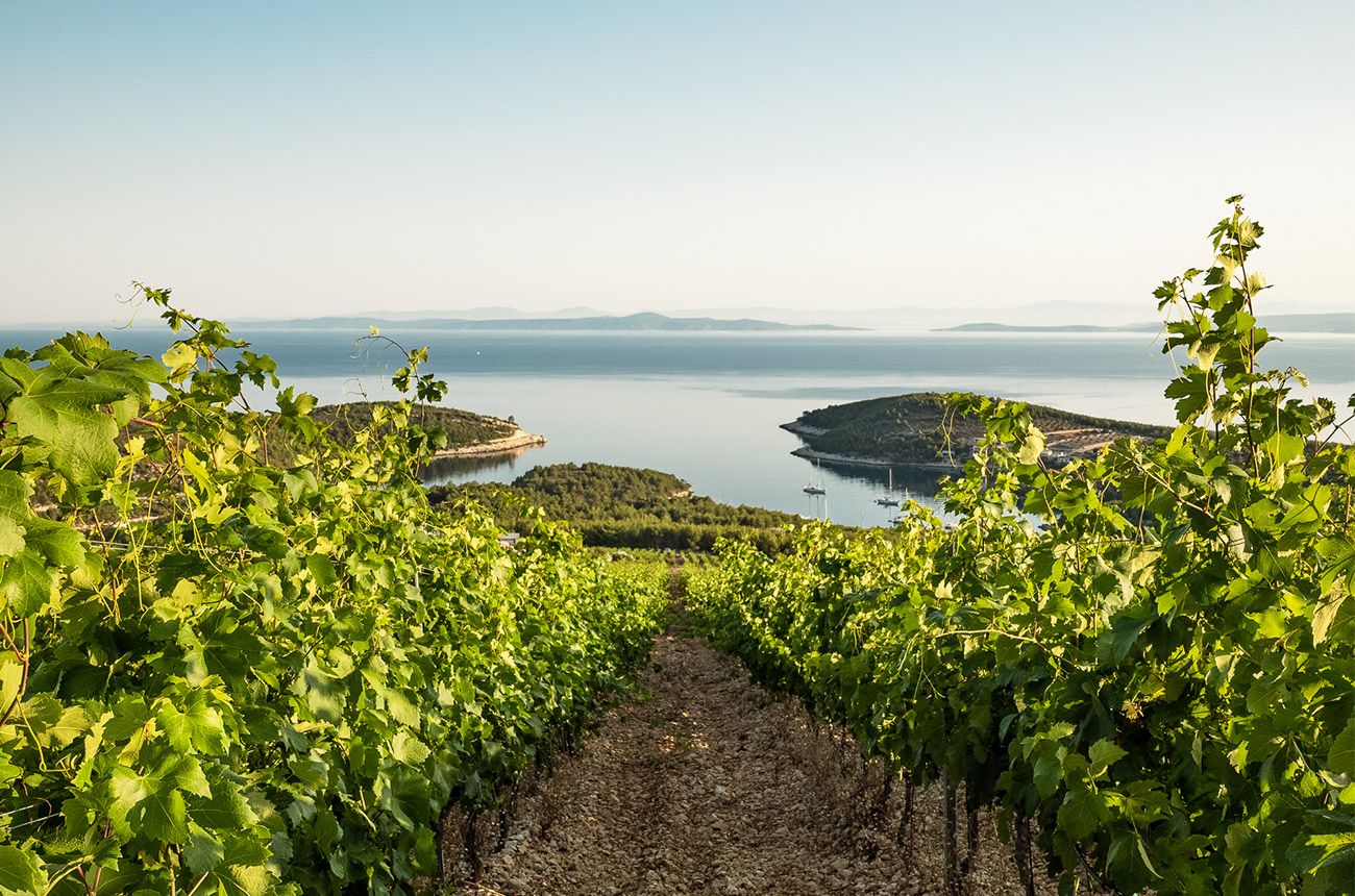 Dalmatia’s hall of fame: DWWA winners