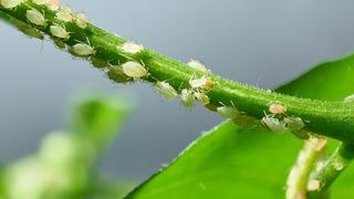 Aphids on green stem