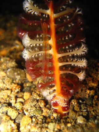 Virgularia Sea Pen Coral Shrimp