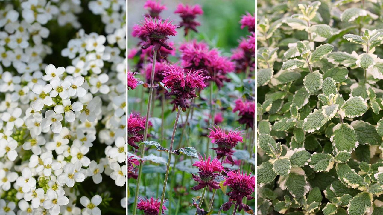 composite image of plants that make your balcony smell nice