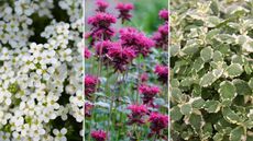 composite image of plants that make your balcony smell nice
