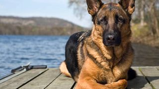 german shepherd esa dog