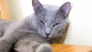 A grey cat with narrowed eyes