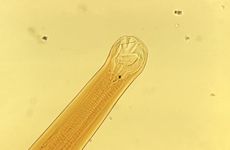 Ancylostoma braziliense, hookworm