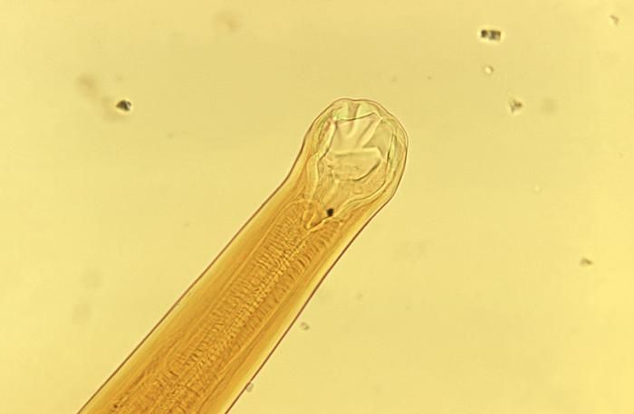 Ancylostoma braziliense, hookworm