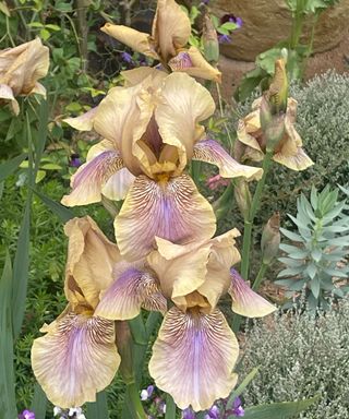 bearded iris flowers