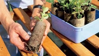 person showing how to grow sweet peas from seed in an empty toilet roll holder