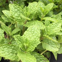 Moroccan mint | from £5.99 at Crocus