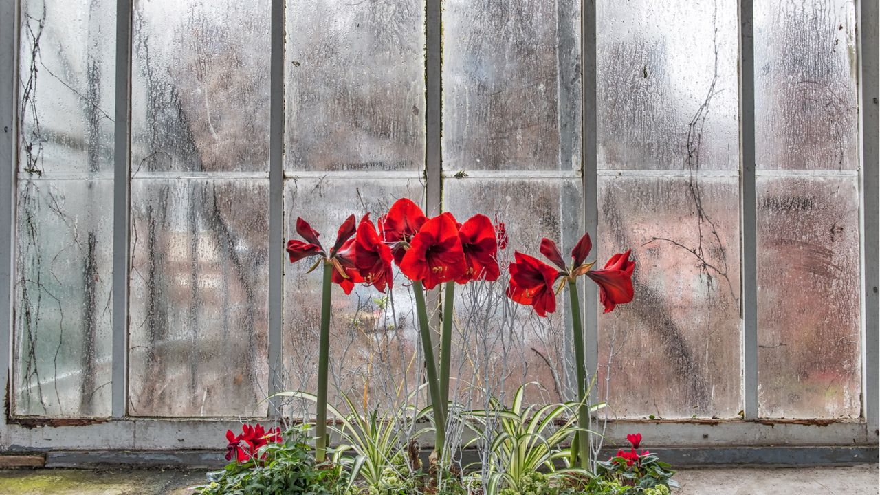 Red amaryllis flowers