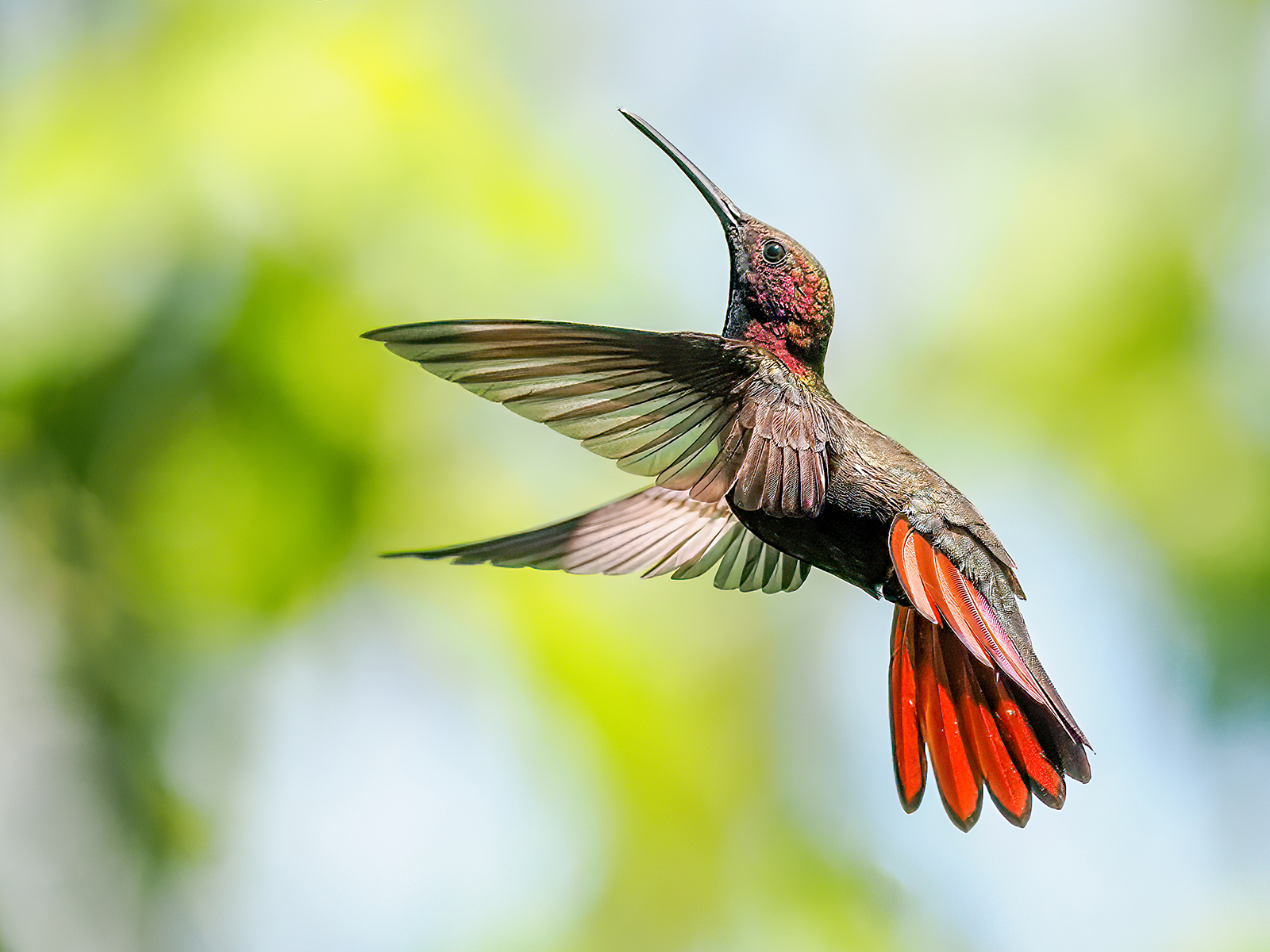 A vibrant hummingbird with iridescent plumage and striking red tail feathers hovers gracefully against a blurred green background