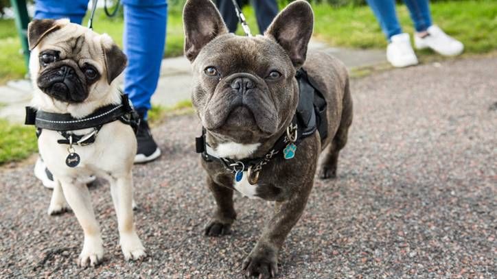 french bulldog pug ban uk