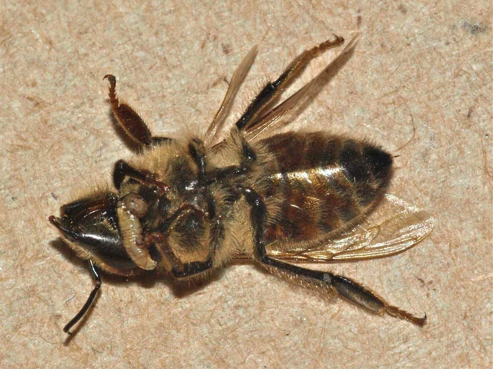 How Long do Bees Live?- Carolina Honeybees