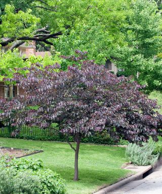 Eastern redbud 'Forest Pansy'
