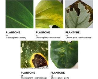 Plantones chart