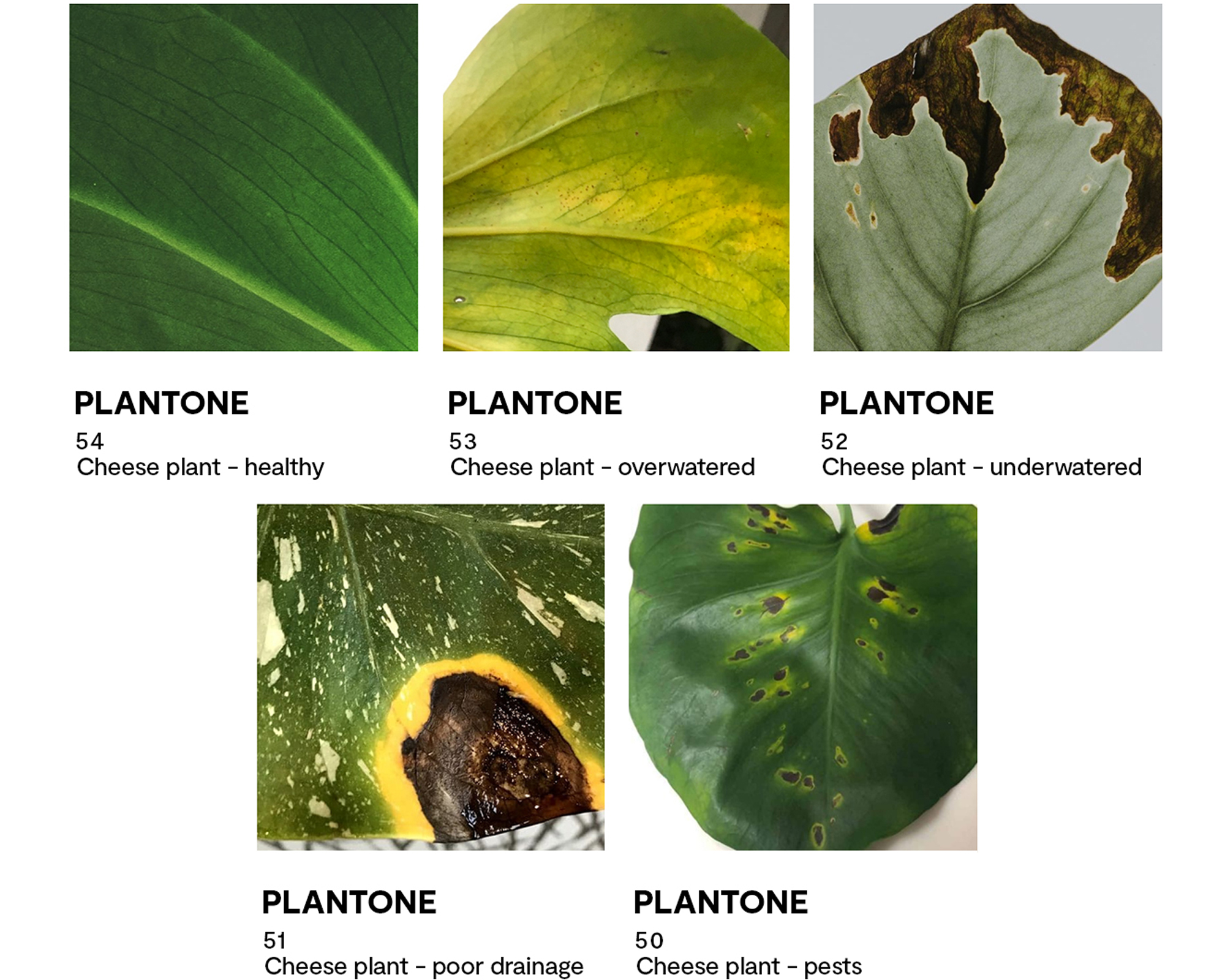 Plantones chart