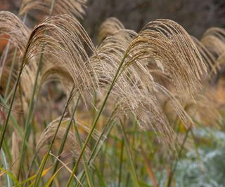 Miscanthus Nepalensis in the fall garden