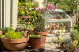 Garden in Bath with potted succulents in plant theatre and on barrel