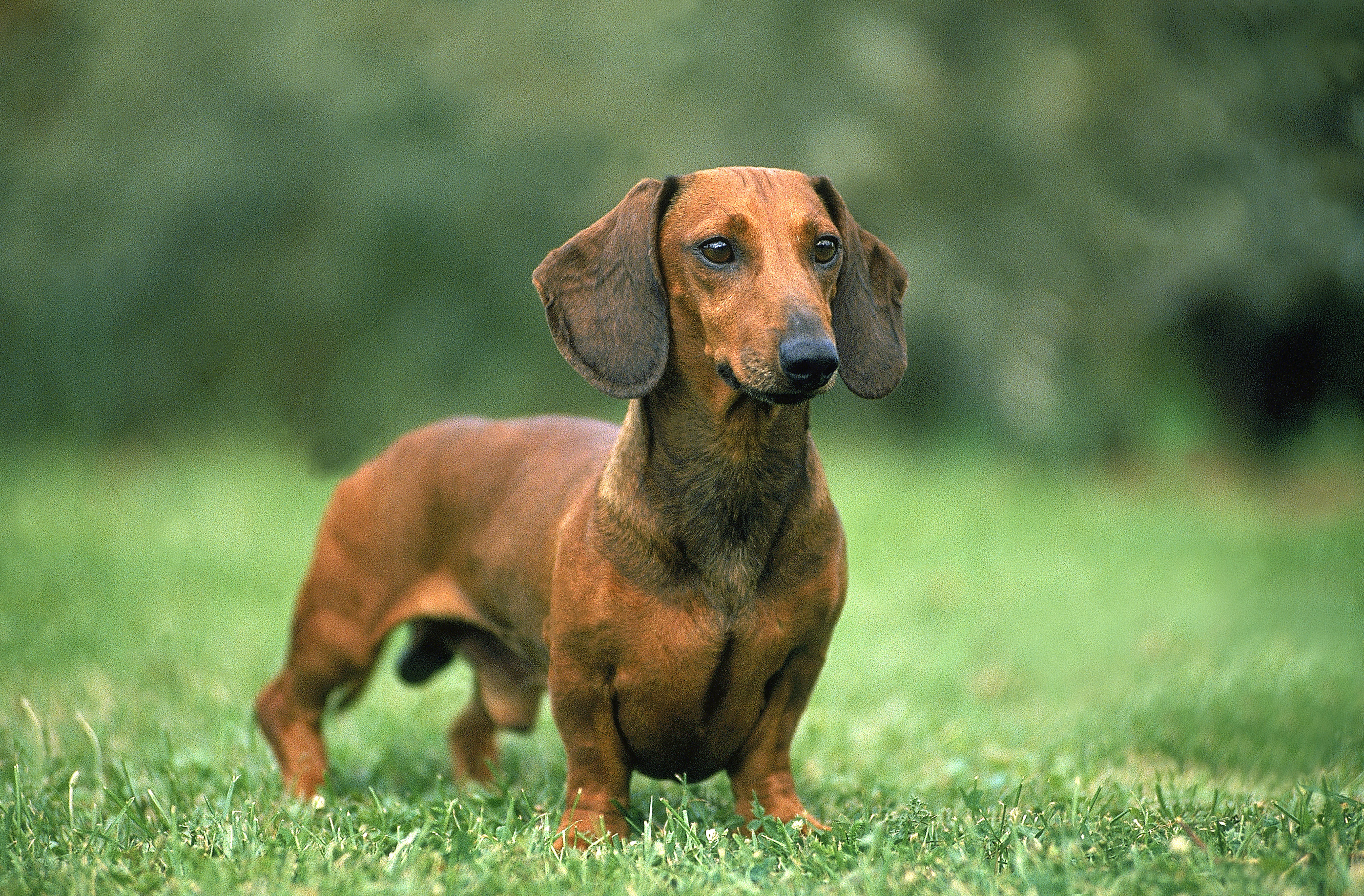 Dachshund standing on grass