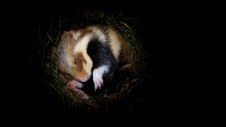 Hamster curled up asleep possibly hibernating