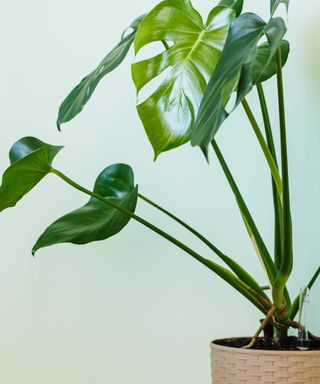 potted monstera with pale blue background