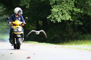 Jessica Meir studies how bar-headed geese fly, leading flight-training sessions with goslings.