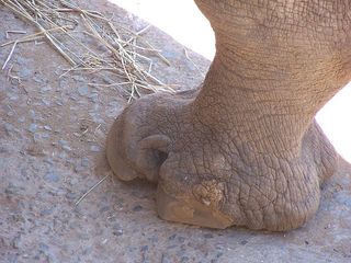 The foot of a white rhinoceros at La Palmyre Zoo in France. Credit: William Scot | Creative Commons