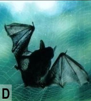 bat-eating spider