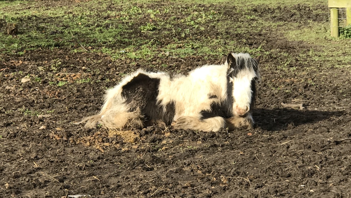 Darren-pony-Gravesend_422397642_762578981-1.jpeg