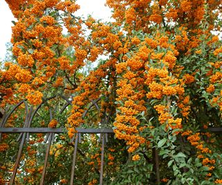 orange Firethorn (Pyracantha) with berries growing on fence