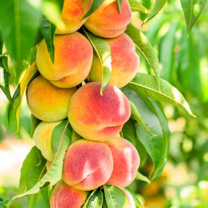 peaches on a tree branch 