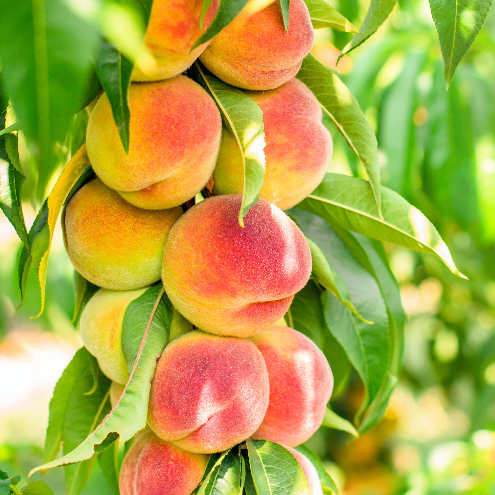peaches on a tree branch 