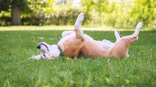 Beagle dog sleeping paws up on the spine on the grass