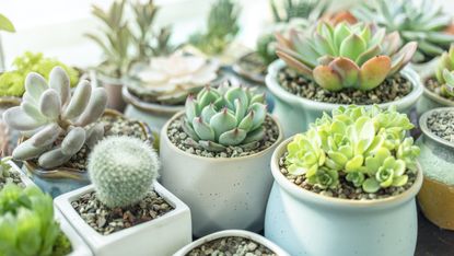 Succulents in various pots in front of a bright window