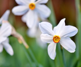 Narcissus poeticus, The Poet's Daffodil