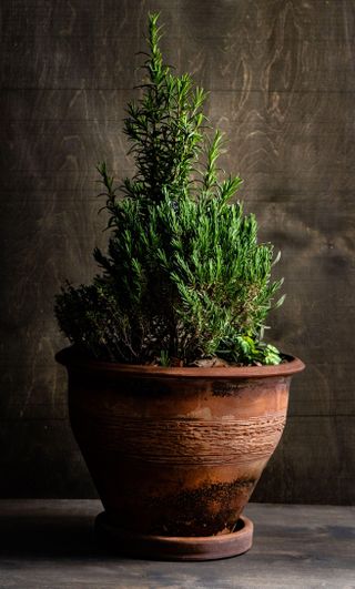 rosemary in a pot