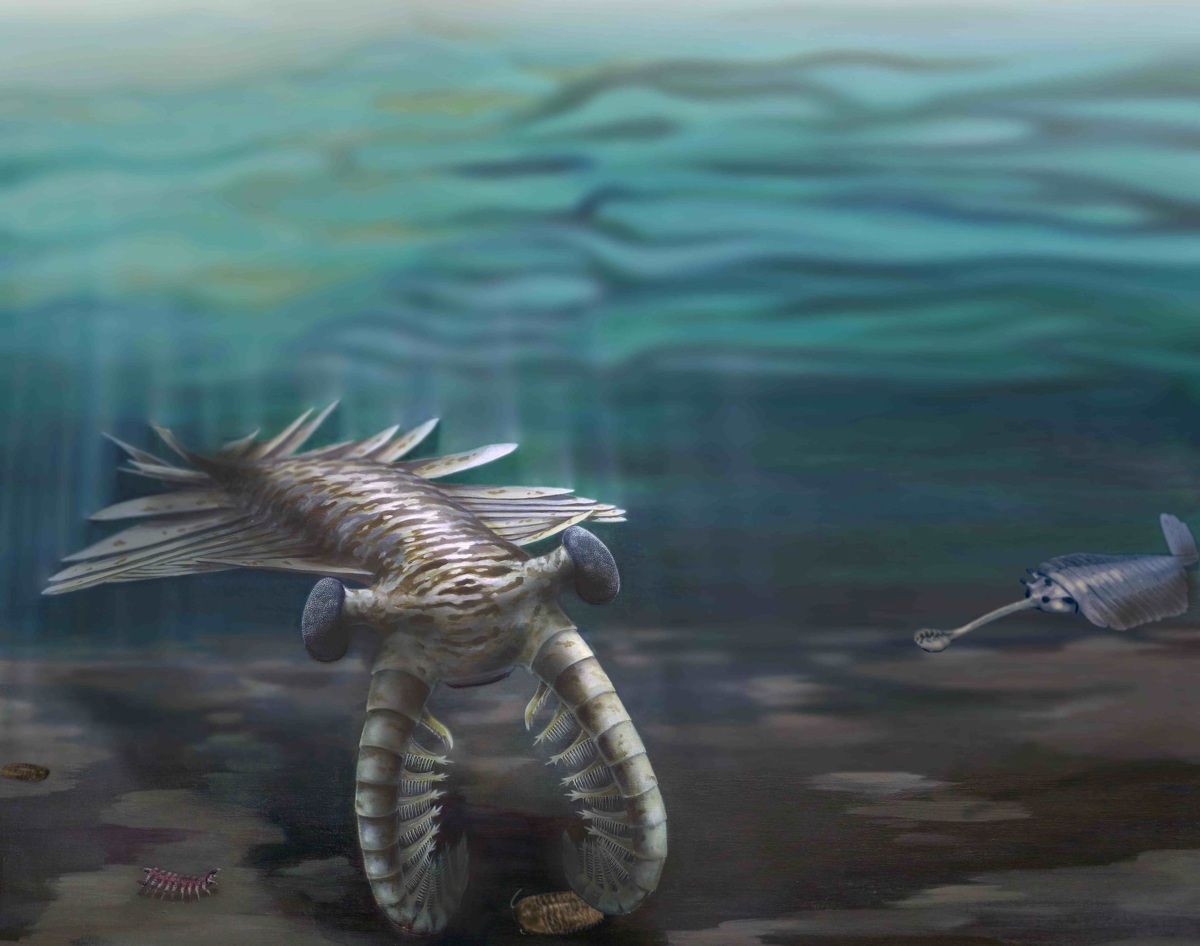 cambrian creatures illustrated