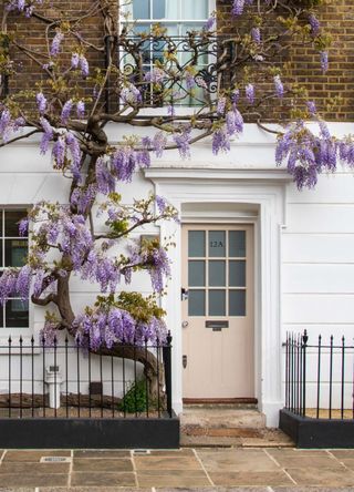 Chinese wisteria on a townhouse in Chelsea